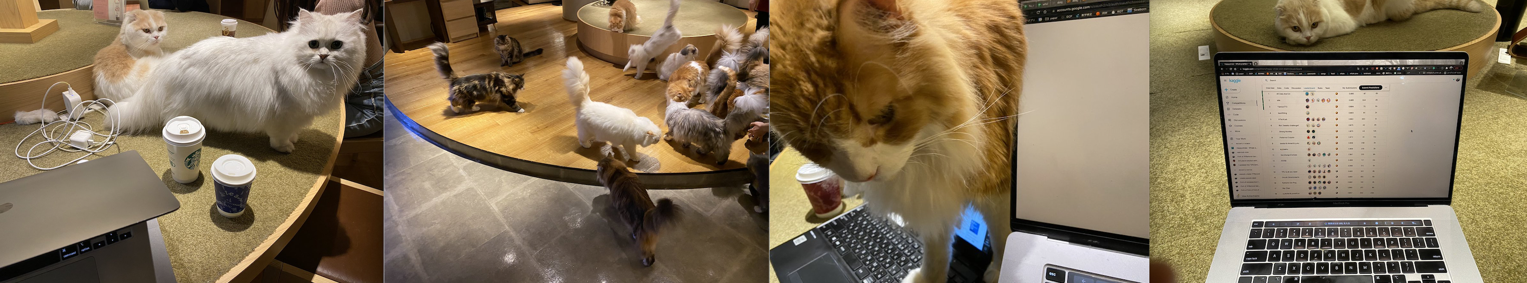 cat.png